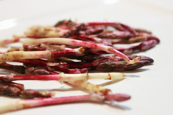 Hoa bia là một thành phần không thể thiếu trong sản xuất bia – một thức uống tuyệt vời mà quốc gia nào cũng ưa chuộng. Tuy nhiên ít ai biết rằng, chồi hoa bia còn được dùng để ăn với giá đắt đỏ nhất thế giới.