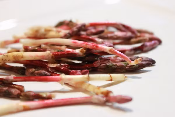 Hoa bia là một thành phần không thể thiếu trong sản xuất bia – một thức uống tuyệt vời mà quốc gia nào cũng ưa chuộng. Tuy nhiên ít ai biết rằng, chồi hoa bia còn được dùng để ăn với giá đắt đỏ nhất thế giới.