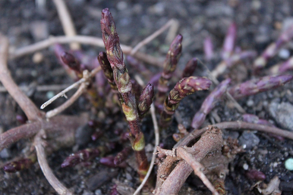 Hơn nữa, thời gian sống của chồi hoa bia không lâu. Chỉ một thời gian ngắn sau khi đâm chồi hoa bia sẽ nhanh chóng lụi tàn nếu không được thu hoạch.