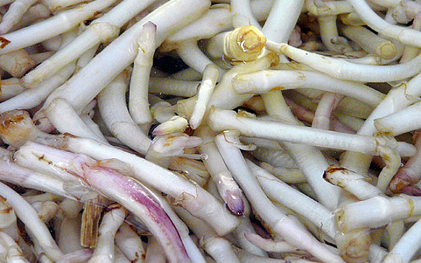 Chủ vườn cũng phải tùy thuộc vào thời tiết để có lịch thu hoạch hợp lý trong vòng 14 ngày kể từ khi hoa bia đâm chồi. Chúng khá kén môi trường sống nên chỉ thường được trồng ở Anh, Bỉ.