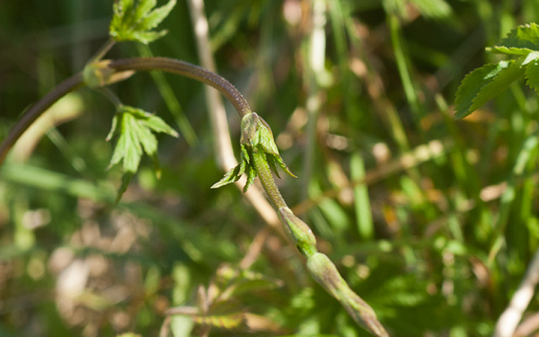 Trước đây, khi ngành công nghiệp bia mới phát triển, những chồi non không nở thành hoa bị xem là đồ bỏ. Qua thời gian, thứ bỏ đi ngày xưa đã trở thành loại rau đắt nhất thế giới với mức giá hơn 1.000 USD/kg.