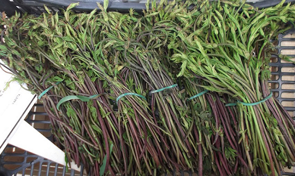 Sự đắt đỏ của chồi hoa bia còn đến từ công đoạn thu hoạch cầu kỳ. Chồi hoa bia không mọc theo hàng lối nên việc thu hoạch phải hoàn toàn thực hiện bằng tay.