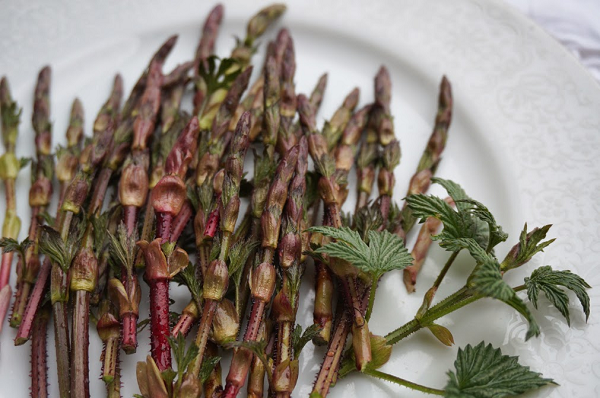 Có hình dáng và khi ăn sống có mùi vị khá giống măng tây, một số người cho rằng chồi hoa bia nếu ăn sống sẽ khá đắng, có vị như đậu xanh, tuy nhiên khi đã nấu chín, nó có hương vị rất riêng.