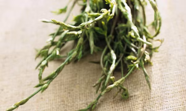 Sở dĩ giá của chồi hoa bia cao đến như vậy là bởi sự khan hiếm của loài cây này. Hoa bia chỉ đâm chồi một lần vào mùa xuân, khoảng giữa tháng 3 và tháng 4.