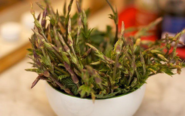 Chồi hoa bia có tên khoa học là humulus lupulus, có hình dáng gần giống ngọn măng tây và chỉ dành cho những người giàu có thưởng thức.