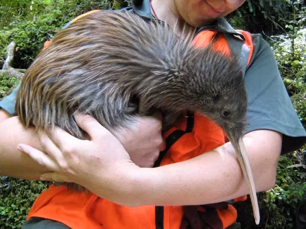 Mùa giao phối của chim kiwi bắt đầu vào tháng 6 và kết thúc vào tháng 3 năm sau, vì giai đoạn này thức ăn luôn sẵn có. Tuổi phát triển sinh dục của chim kiwi đực là 18 tháng trong khi của con cái là 3 năm.