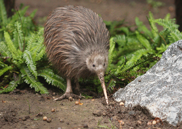 Là một động vật mạnh mẽ và có nghị lực phi thường, chim kiwi có tủy xương dày và đôi chân rắn chắc. Chim kiwi mang trong mình vẻ đẹp độc đáo và sức mạnh tiềm ẩn nên hoàn toàn xứng đáng cho việc đại diện quốc gia New Zealand.