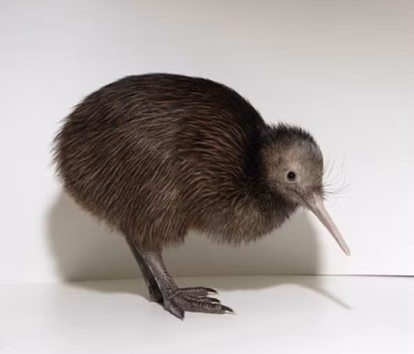 Tại New Zealand, Kiwi với chữ “K” viết hoa là biệt danh để chỉ những người dân, còn loài chim này có chữ "k" không viết hoa. Lông vũ của chim kiwi rất có giá trị trong việc dệt kahukiwi (áo choàng lông vũ kiwi) dành cho người có địa vị cao quý.