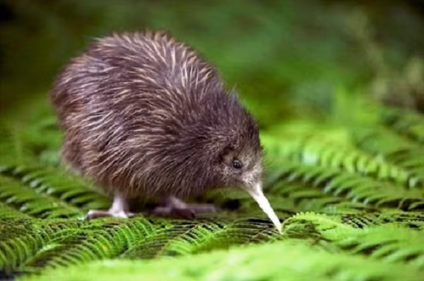  Kiwi là một loài chim có cánh rất nhỏ và không biết bay – tên trong tiếng Latinh của chúng là Apteryx, có nghĩa là không có cánh. Kích thước của chúng bằng một con gà, cao khoảng 51cm và nặng 1kg.
