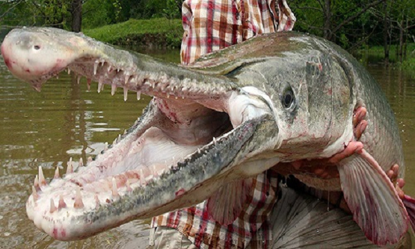 Theo nghiên cứu, một con Alligator Gar cái có thể đẻ tới 150.000 quả trứng trong một lần sinh đẻ. Trứng của chúng màu đỏ tươi và có hại cho con người nếu nuốt phải.
