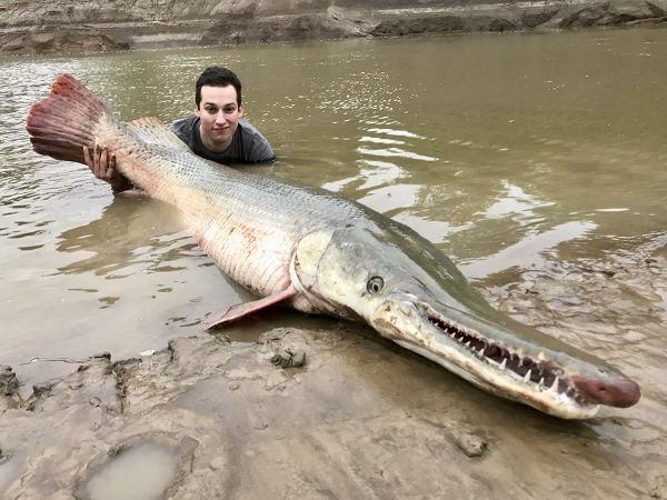 Alligator Gar sống thọ, trưởng thành muộn. Khoảng 10 tuổi, những con cá sấu cái mới được cho là trưởng thành về giới tính. Con đực trưởng thành sớm hơn, chỉ mất khoảng một nửa thời gian.