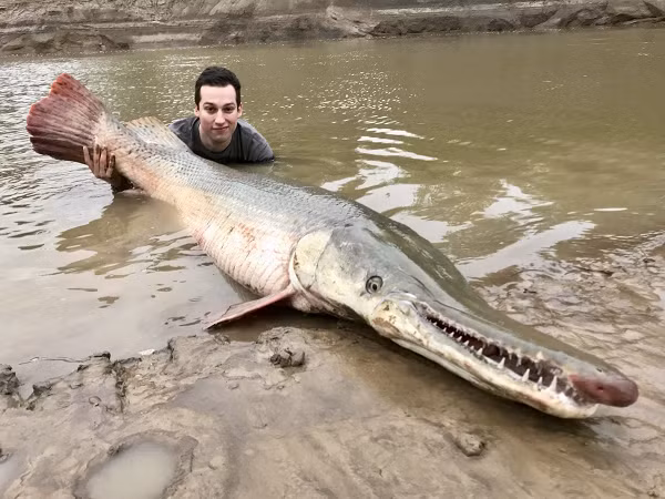 Alligator Gar sống thọ, trưởng thành muộn. Khoảng 10 tuổi, những con cá sấu cái mới được cho là trưởng thành về giới tính. Con đực trưởng thành sớm hơn, chỉ mất khoảng một nửa thời gian.
