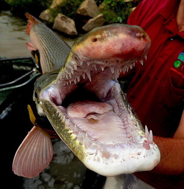 Cân nặng của những con Alligator Gar có thể lên tới 200kg và chiều dài 3m, một kích thước vô cùng khổng lồ. Chúng cũng được xem là loài cá nước ngọt lớn nhất Bắc Mỹ.