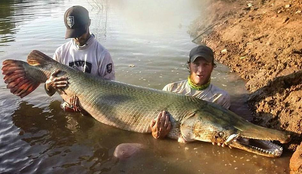 Rất may, Alligator Gar có thể thích ứng với độ mặn khác nhau từ hồ nước ngọt đến đầm lầy, vùng nước lợ, khu vực cửa sông và dọc theo Vịnh Mexico nên chúng chưa bị dồn đến bước có nguy cơ tuyệt chủng.