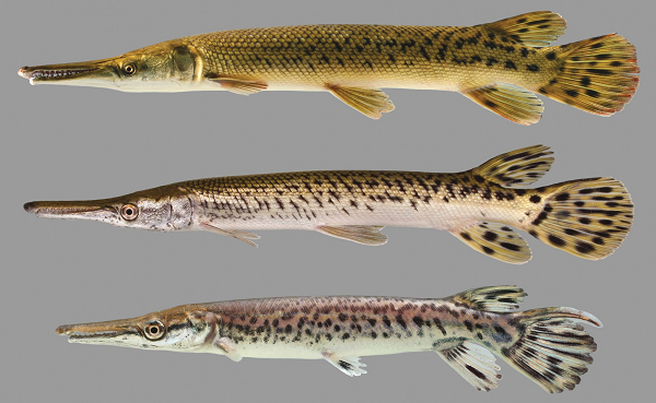 Alligator Gar có vẻ ngoài kỳ dị như một sản phẩm được lai tạo giữa cá sấu châu Mỹ và loài cá bình thường. Chúng đã tồn tại trên Trái đất từ kỷ Phấn trắng (cách đây 145-66 triệu năm) nên được coi là một "hóa thạch sống".