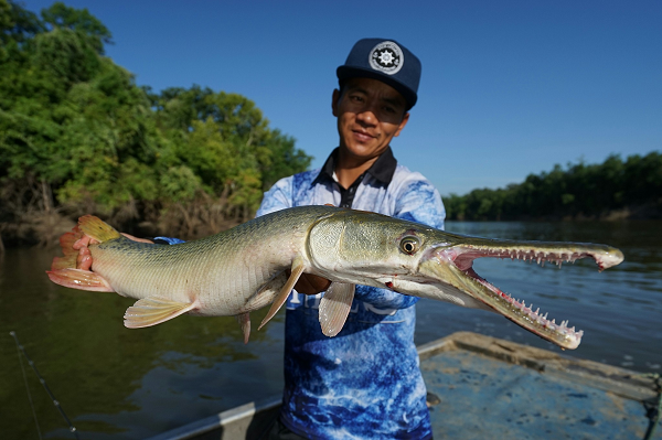 Trước đây, Alligator Gar bị coi là "cá tạp", "loài gây phiền toái", bị đánh bắt rất nhiều dẫn đến hiện tượng những quần thể cá Alligator Gar bị tống xuất khỏi nhiều khu vực. Bên cạnh đó, do hậu quả của việc phá hủy môi trường sống, số lượng Alligator Gar trong tự nhiên sụt giảm nghiêm trọng.