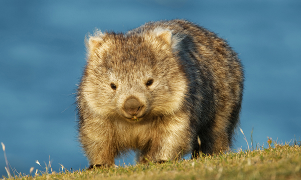  Wombat hay gấu túi mũi trần là một loài thú có túi chỉ sống ở Úc. Trên thực tế, có ba loại wombat ở Úc: wombat thông thường, wombat mũi len phía bắc và wombat mũi len phía nam.