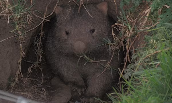 Thông thường, quá trình tiêu hóa này sẽ diễn ra khoảng 14 - 18 ngày. Và điều này sẽ khiến cho lượng chất thải tích tụ trong cơ thể wombat bị khô, nén lại rất chắc.