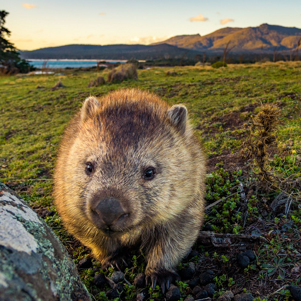 Hệ thống tiêu hóa của wombat rất dài, khiến cho chúng có thể hấp thụ được lượng lớn chất dinh dưỡng và nước có trong thức ăn. Tuy nhiên điều này lại làm cho phân của chúng khô hơn do khi đến ruột già hầu như chỉ còn chất xơ, bã.