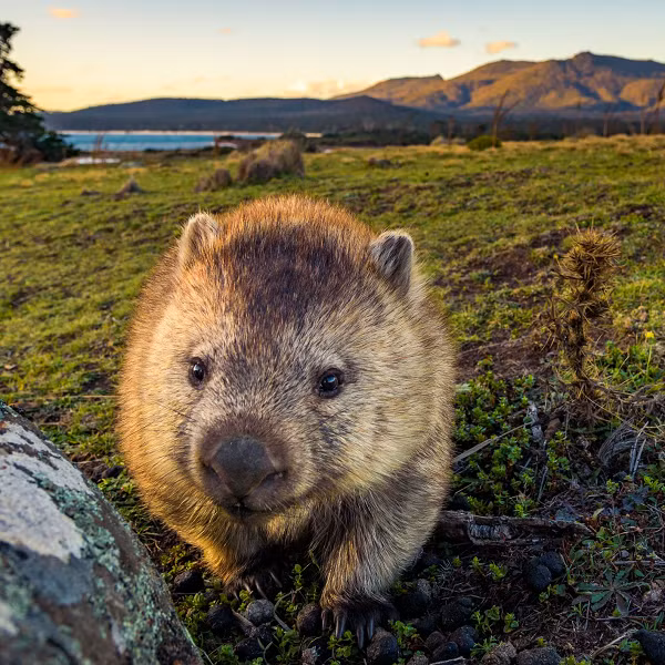 Hệ thống tiêu hóa của wombat rất dài, khiến cho chúng có thể hấp thụ được lượng lớn chất dinh dưỡng và nước có trong thức ăn. Tuy nhiên điều này lại làm cho phân của chúng khô hơn do khi đến ruột già hầu như chỉ còn chất xơ, bã.
