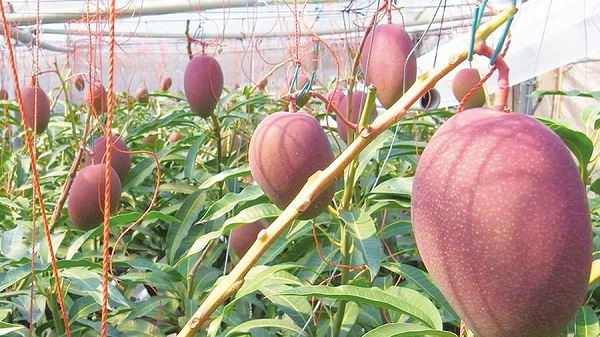 Vì thế năm nay vợ chồng Sankalp quyết định thuê 4 vệ sĩ và 6 con chó becgie để bảo vệ 2 cây với 7 quả xoài quý cả ngày lẫn đêm đợi đến ngày có thể thu hoạch.