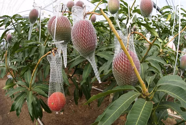 Đúng như tên gọi của mình, loại trái cây này có vỏ màu đỏ rực rỡ như ánh mặt trời, quả nào cũng tròn căng, mọng nước trên cành, phần thịt thì vàng ươm, thơm lừng với vị ngọt khiến không ai có thể cưỡng lại được.