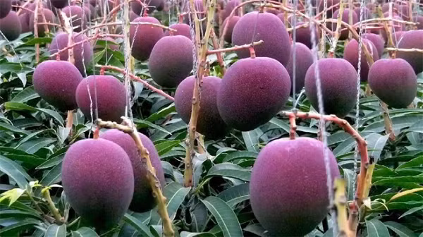 Những quả xoài trông rất khác so với quả của các giống xoài thông thường. Chúng to và có màu đỏ ruby. Trước khi biết được tên thật của nó, Sankalp đã gọi cây xoài này là Damini.