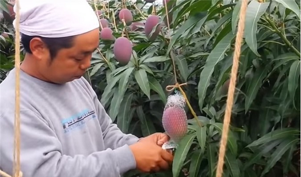 Năm 2019, một cặp xoài Miyazaki từng được giao dịch với mức giá kỷ lục 500.000 yen (hơn 100 triệu đồng). Sau khi biết giá trị của cây xoài, một số kẻ đã đột nhập vào vườn của Sankalp để ăn trộm.