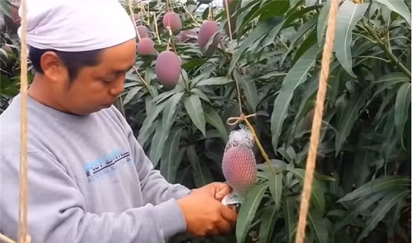 Năm 2019, một cặp xoài Miyazaki từng được giao dịch với mức giá kỷ lục 500.000 yen (hơn 100 triệu đồng). Sau khi biết giá trị của cây xoài, một số kẻ đã đột nhập vào vườn của Sankalp để ăn trộm.