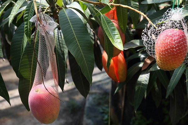 Xoài đỏ Miyazaki Nhật Bản là một trong những loại hoa quả xa xỉ nhất thế giới khi được bán với giá khoảng 60 triệu đồng/cặp.