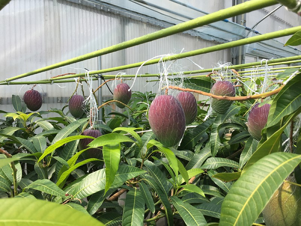 Ngoài ra, đây là loại xoài có độ ngọt cao hơn so với loại bình thường, giàu chất chống oxy hóa, chứa beta-carotene và axit folic, rất tốt cho người có bệnh về mắt.