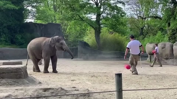 Bên cạnh mèo Achilles, "Bác voi" 42 tuổi được vườn thú Hagenbeck (Hamburg, Đức) huấn luyện để tham gia dự đoán tỉ số các trân tại EURO 2021. Yashoda sẽ dùng vòi để lấy lá quốc kỳ trong một chiếc hộp.