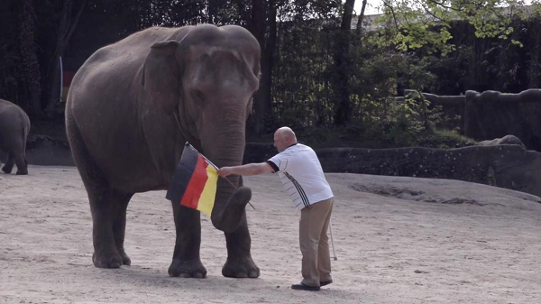 Lá cờ được lấy ra là quốc kỳ nước nào có nghĩa là ĐTQG nước đó được dự đoán giành chiến thắng. Nếu Yashoda lấy ra cả 2 lá quốc kỳ, điều đó có nghĩa là trận đấu sẽ có kết quả hòa.