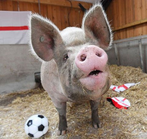 Không có nhiều kinh nghiệm dự đoán như mèo Achilles, cô lợn Suzie ở trang trại Ouseburn (Newcastle, Anh) mới chỉ vừa gia nhập đội ngũ "nhà tiên tri động vật" tại EURO 2021.