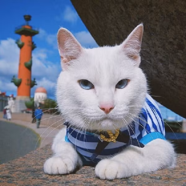 Thành phố St. Petersburg, Nga - nơi diễn ra 3 trận vòng bảng và một trận tứ kết tại Vòng chung kết EURO 2021, đã quyết định chọn chú mèo Achilles làm "nhà tiên tri" dự đoán kết quả các trận đấu ở Euro 2021.