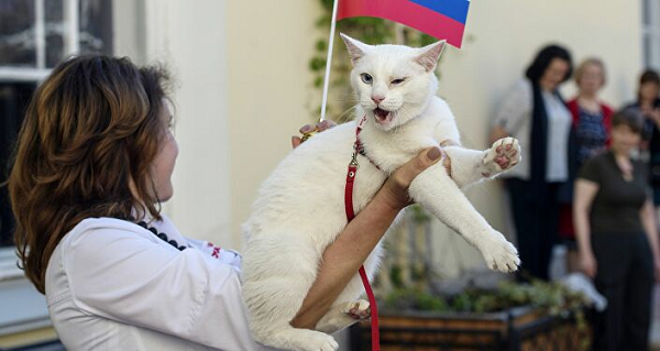 Mèo Achilles này từng là "nhà tiên tri" Cúp bóng đá Liên minh năm 2017, cũng dự đoán kết quả các trận đấu World Cup 2018. Với những dự đoán chính xác, mèo Achilles được mệnh danh là nhà tiên tri xuất sắc nhất của giải đấu.