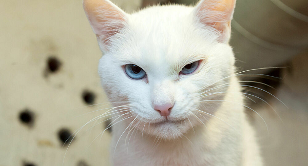 Chú mèo điếc Achilles từ khi sinh ra đã canh giữ những bức tranh quý về chuột trong Bảo tàng Hermitage nổi tiếng ở Saint Petersburg, Nga.