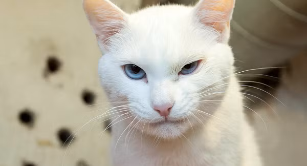 Chú mèo điếc Achilles từ khi sinh ra đã canh giữ những bức tranh quý về chuột trong Bảo tàng Hermitage nổi tiếng ở Saint Petersburg, Nga.