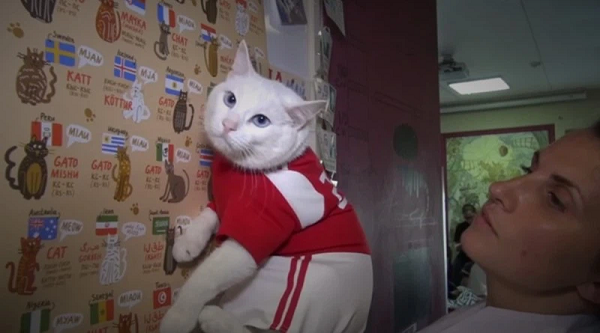 Chú mèo này còn tham gia công tác xã hội, tài năng của mèo Achilles là làm việc với bệnh nhân viện dưỡng lão và nhà thương dành cho những bệnh nhân nặng.