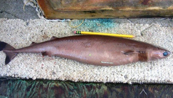 Đây cũng không phải là vết thương nhỏ, vì từng được ghi nhận rộng khoảng 5 cm và sâu 7 cm. Nhờ đó chúng có thể tấn công những kẻ săn mồi có kích thước to lớn gấp nhiều lần chúng, thậm chí có thể dùng răng cắn hỏng tàu ngầm.