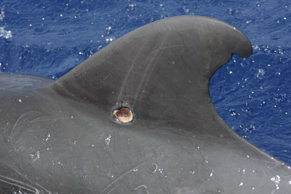 Sau đó chúng cắm những chiếc răng sắc nhọn vào da thịt con mồi và sử dụng chuyển động xoắn để xúc từng mảng thịt, để lại các vết thương dạng hố sâu đẫm máu.