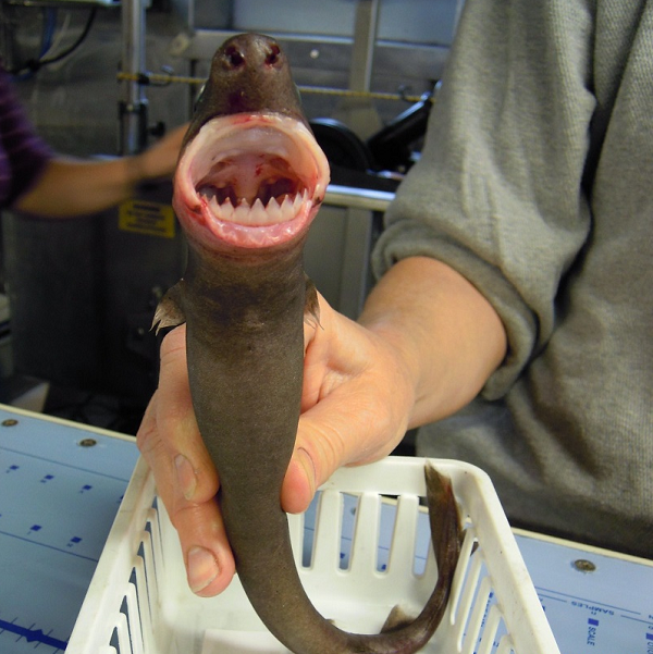 Miệng cá mập cắt bánh quy có cấu tạo gồm lưỡi di động và đôi môi dày, cho phép chúng bám chắc vào người con mồi bằng cách tạo ra chân không trên bề mặt nhẵn.