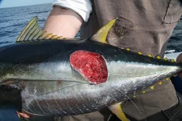 Chúng có hai vây ngực hình mái chèo, có màu nhạt hơn ở các cạnh, hai vây lưng nhỏ gần phía sau cơ thể và hai vây bụng. Một đặc điểm thú vị của cá mập cắt bánh quy là nó có thể tạo ra ánh sáng xanh nhờ có chất phốt pho.