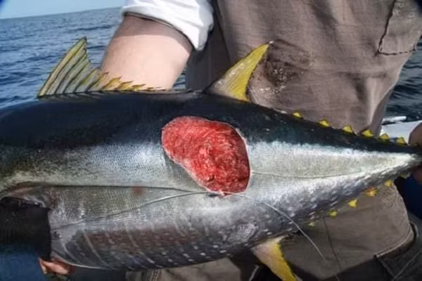 Chúng có hai vây ngực hình mái chèo, có màu nhạt hơn ở các cạnh, hai vây lưng nhỏ gần phía sau cơ thể và hai vây bụng. Một đặc điểm thú vị của cá mập cắt bánh quy là nó có thể tạo ra ánh sáng xanh nhờ có chất phốt pho.