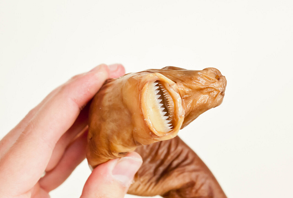 Người ta cũng ghi nhận được một số trường hợp cá mập cắt bánh quy tấn công con người. Cá mập cắt bánh quy là loài ít được quan tâm nhất trong Sách đỏ của IUCN do không có nhiều nhu cầu về khai thác loài cá này.