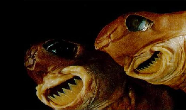 Cá mập cắt bánh quy tương đối nhỏ. Chúng có chiều dài khoảng 22 inch, con cái dài hơn con đực. Cá mập cắt bánh quy có mõm ngắn, lưng màu nâu sẫm hoặc hơi xám và mặt dưới sáng. Xung quanh mang có một dải màu nâu sẫm khiến chúng có biệt danh là cá mập xì gà.