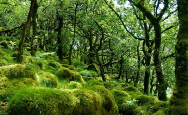 Mẹo xác định phương hướng bằng rêu đã được nhiều diễn viên áp dụng trên phim nhưng ngoài đời chỉ đúng đối với khu vực Bắc bán cầu và thậm chí không phải lúc nào nó cũng chính xác. Rêu phát triển ở những nơi nhiều độ ẩm vì thế nó có thể mọc ở bất cứ đâu trên thân cây.