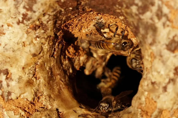 Mật ong thông thường đã vô cùng có lợi cho sức khỏe con người. Nó có thể trị ho, tăng cường trí nhớ nhờ chất acetylcholine, ngăn ngừa trào ngược dạ dày (nhờ độ kết dính gần 126 lần cao hơn độ kết dính của nước – phủ kín thành đường tiêu hóa, tạo rào cản ngăn ngừa chứng trào ngược dạ dày – thực quản), thay thế đường để hỗ trợ điều trị bệnh đái tháo đường, ngăn ngừa bệnh ung thư, chữa lành vết thương nhanh hơn...