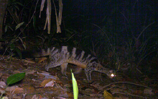 Cá thể cầy vằn được bẫy ảnh "bắt" được cũng nằm trong các loài động vật đang trong tình trạng nguy cấp thuộc sách đỏ IUCN năm 2016.