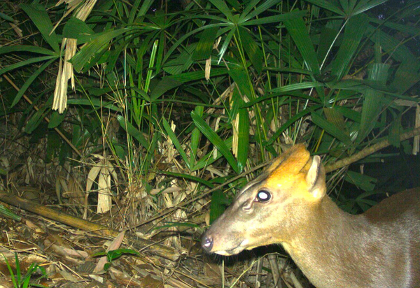 Mang Trường sơn là một trong số loài mang nhỏ nhất. Chúng chỉ nặng khoảng 15kg với kích cỡ bằng 1/2 mang Ấn Độ. Được phát hiện đầu tiên ở dãy núi Trường Sơn, Việt Nam năm 1997.